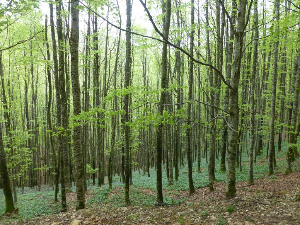 Rural Arrobi Borda 3*