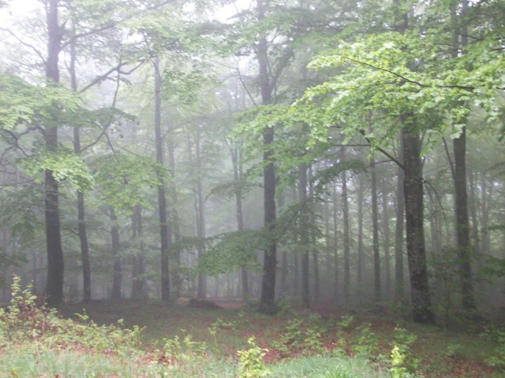 Rural Arrobi Borda
