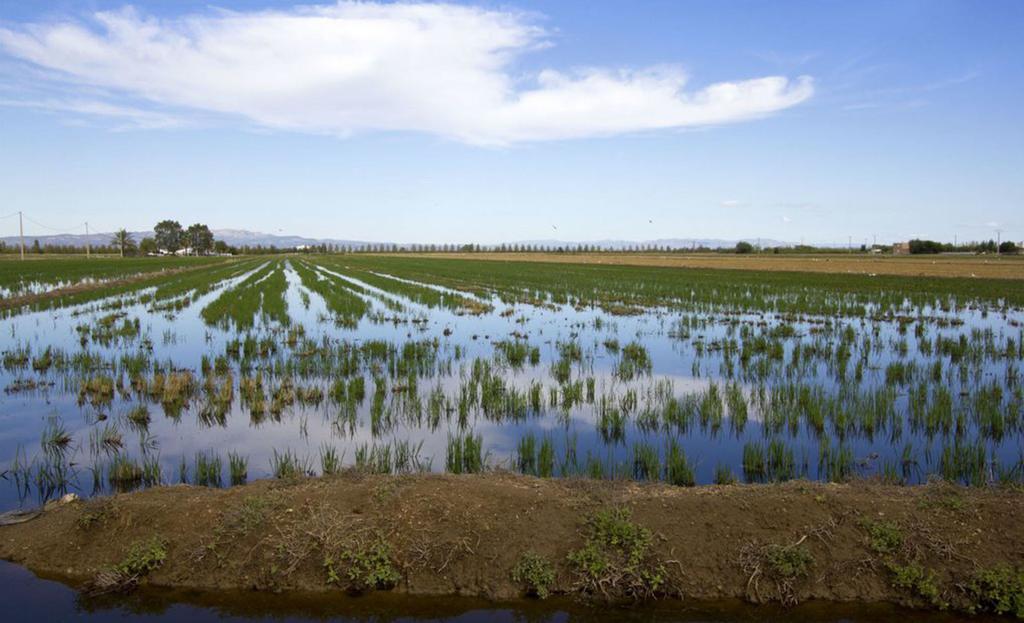 Mi En El Delta Del Ebro * Deltebre
