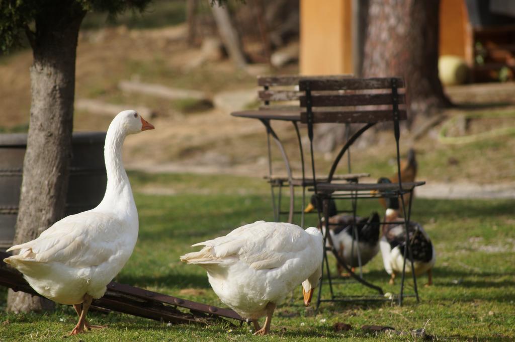 Country house Mas Roquet *