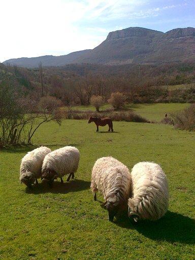 Parriola *