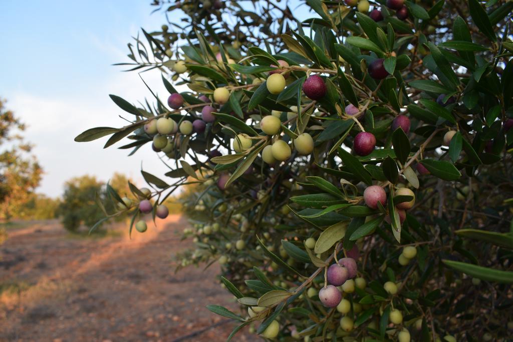 Cortijo La Molina De