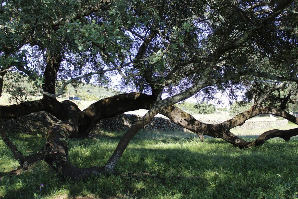 Casa Rural El Tejar Country house Higuera De La Sierra (Huelva)