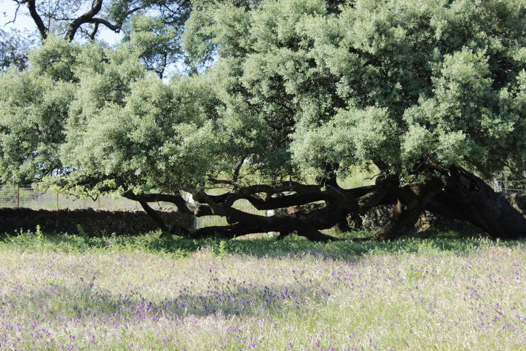 Country house Casa Rural El Tejar *