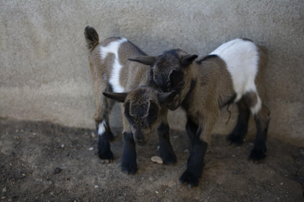 Mas Taniet Rural