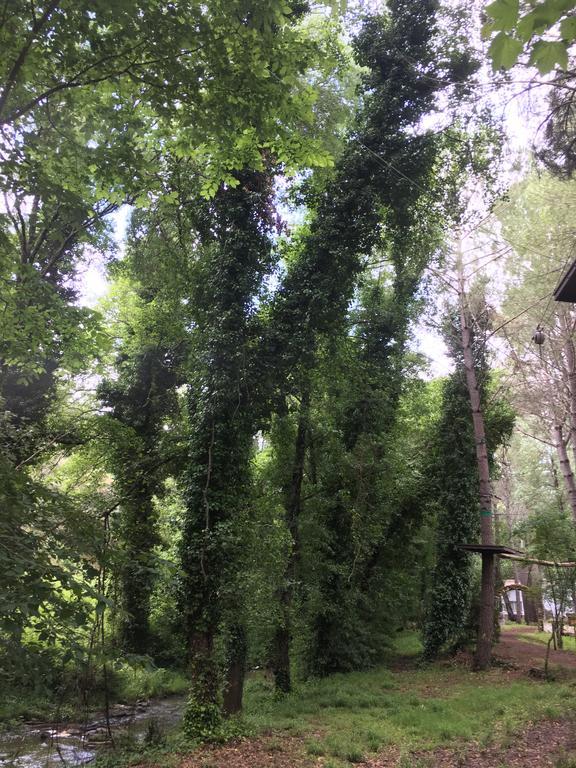 Nacimiento Del Huéznar - Tomillo 17 *