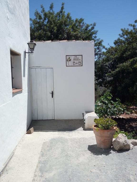 Olive Branch * El Chorro