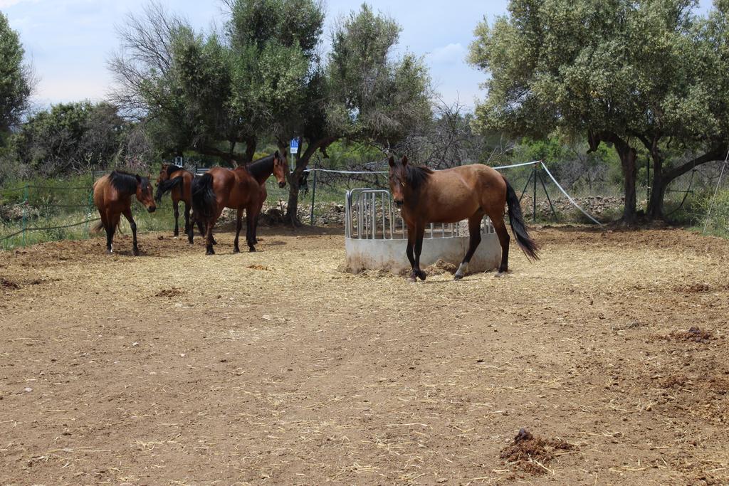 Campsite Rocaplana Club De Campo