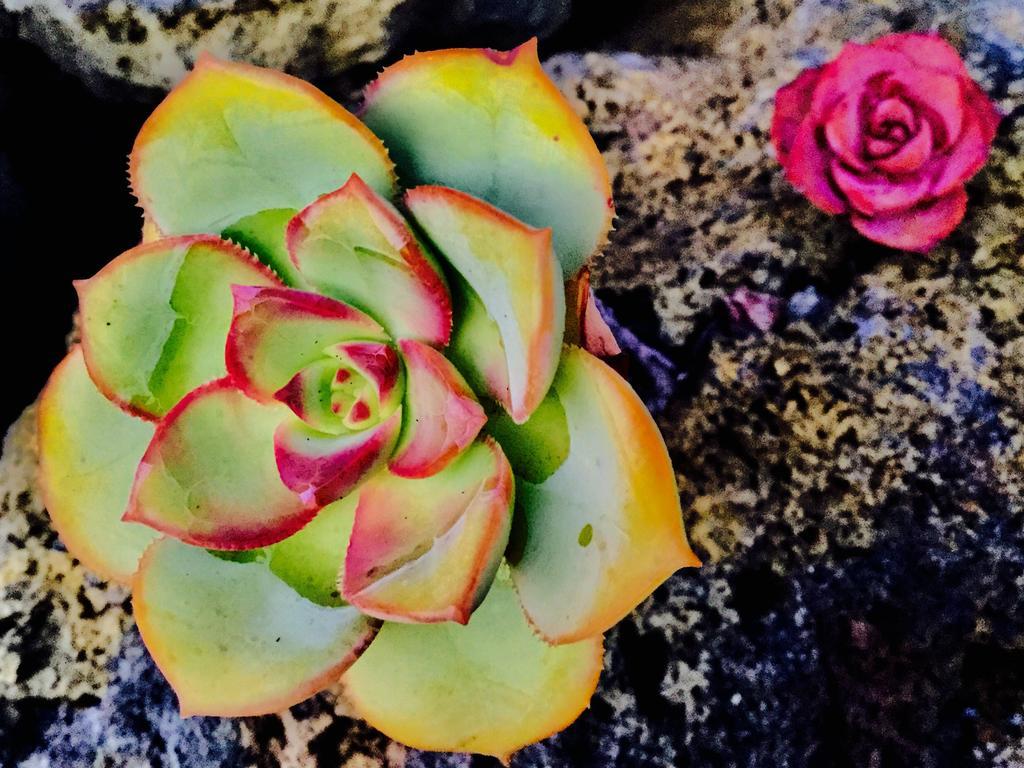 Valentina *