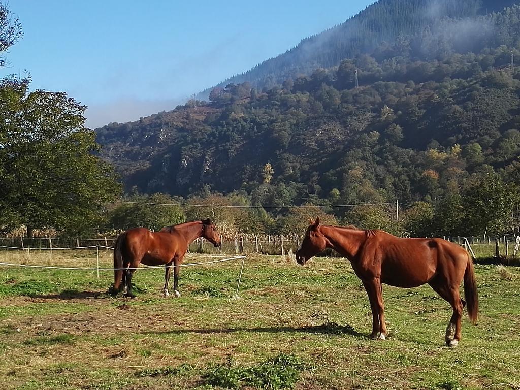 San Francisco Rural 2* Avalle