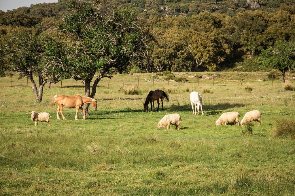 Tambor Del Llano Farm stay *