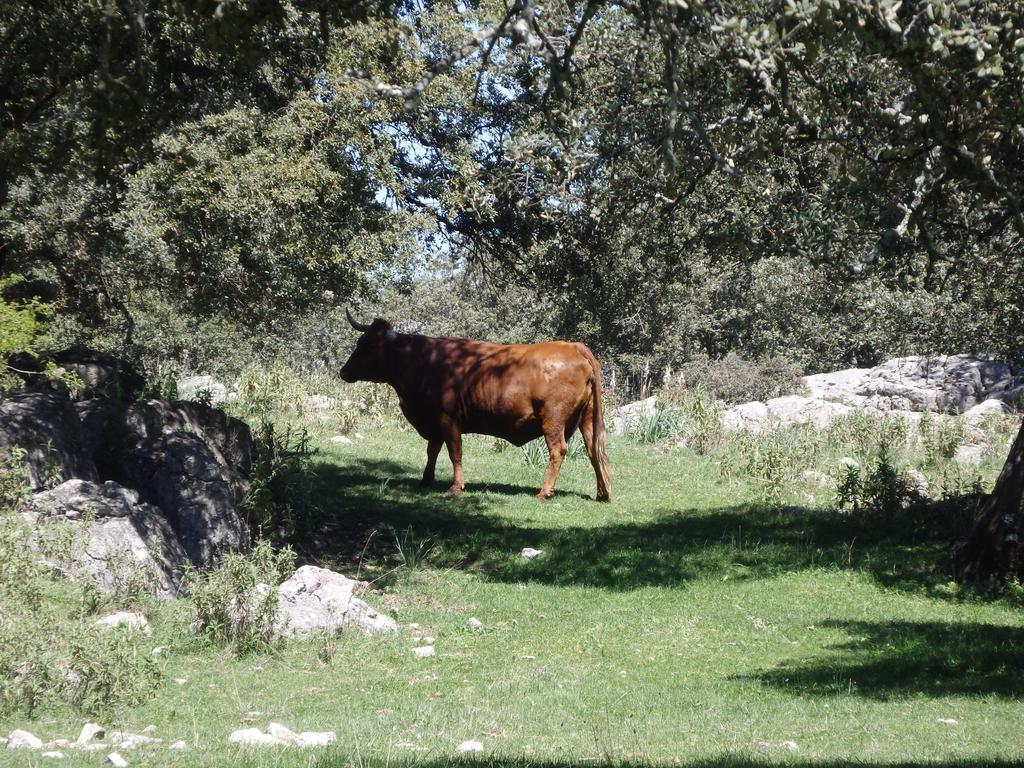 Del Fresno Pensión Montejaque