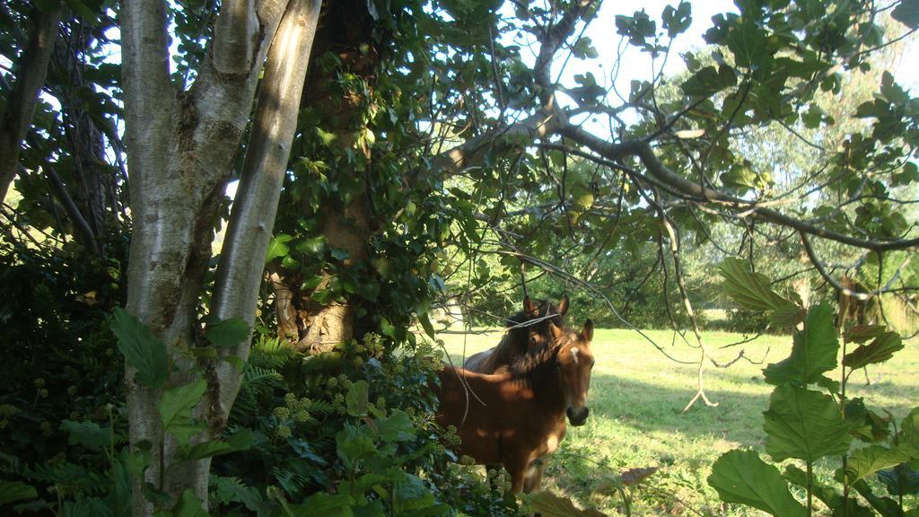 La Ventanita Del Campo Apartamento *