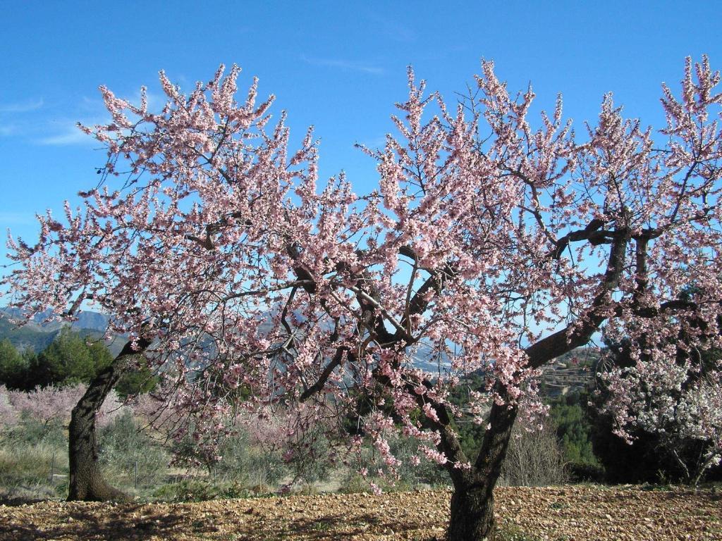 Serrella Rural Guadalest