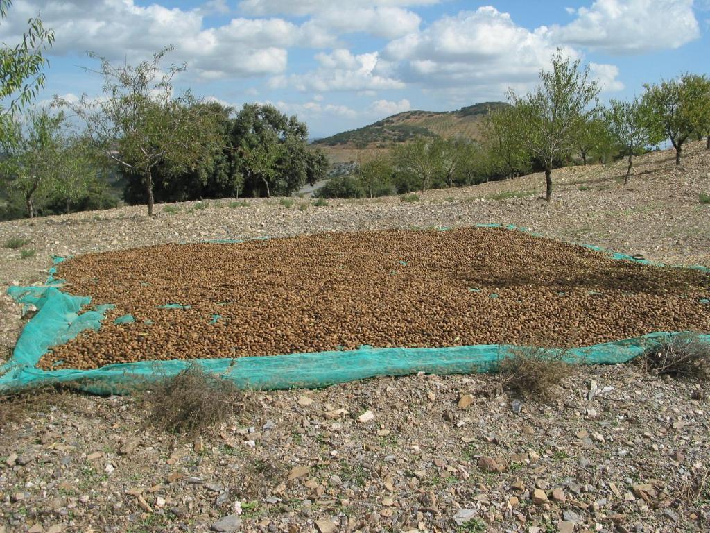 Cortijo La Estrella * Velez Rubio