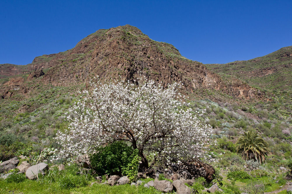 De Guayadeque Casa rural *