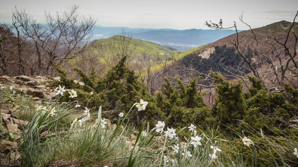 L'avet Blau * Santa Fe de Montseny
