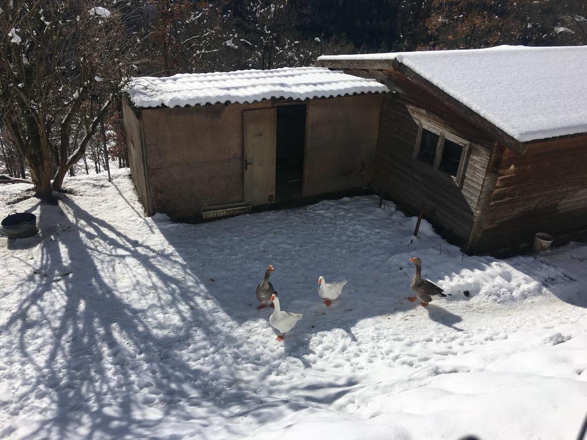 Ripolles Campsite Ripoll