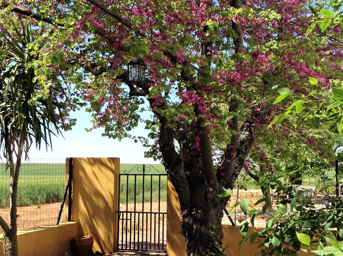 Cortijo De Vega Grande Country house Llerena