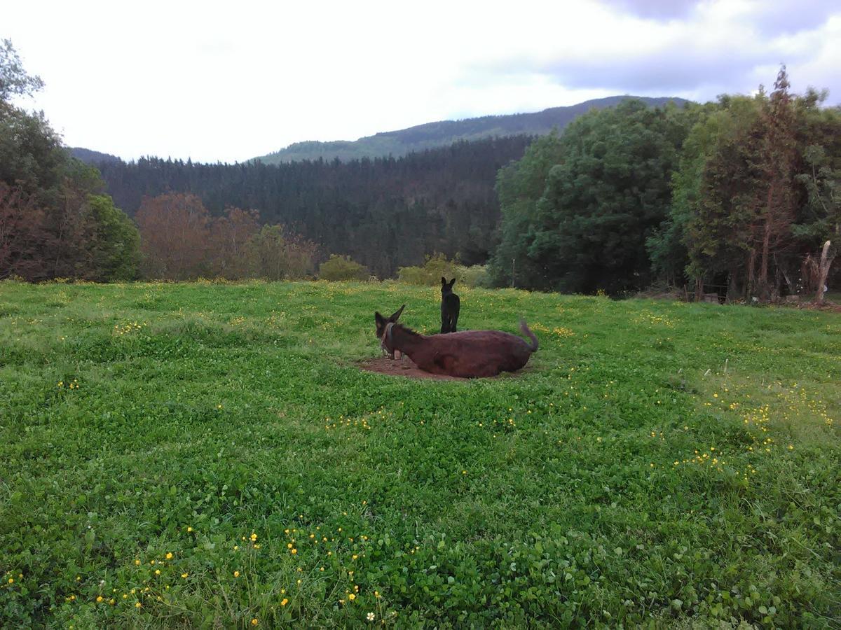 Farm stay Pagoederraga *