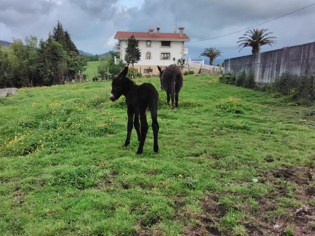 Pagoederraga Farm stay *