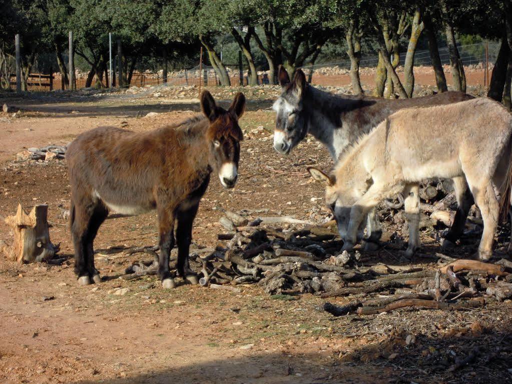 Rural La Moragona Vara Del Rey