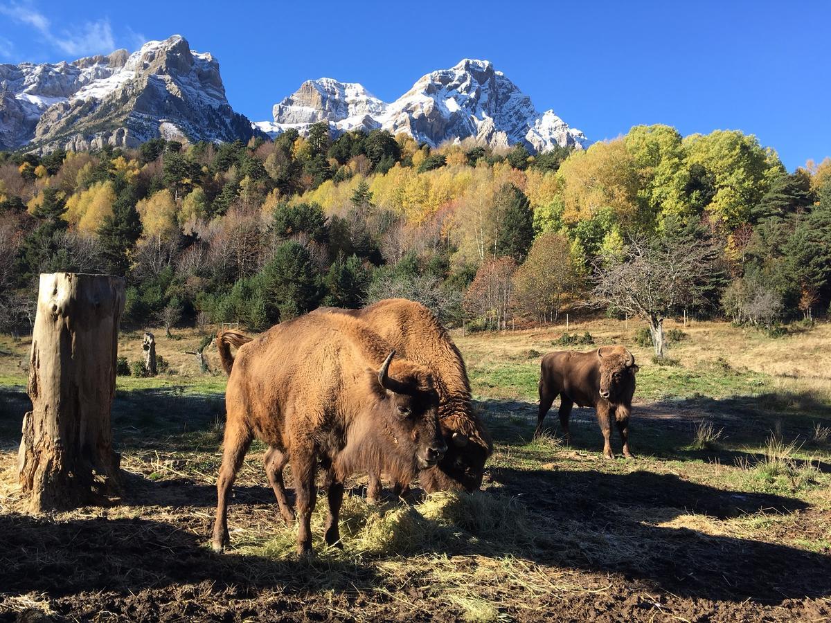 Snoe Aragon Hills 4* Formigal