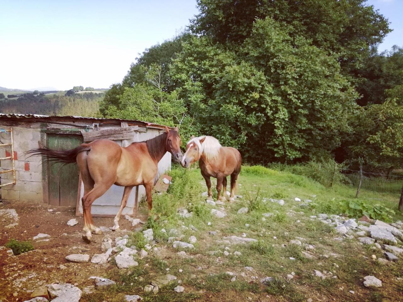 Pagoederraga Farm stay *
