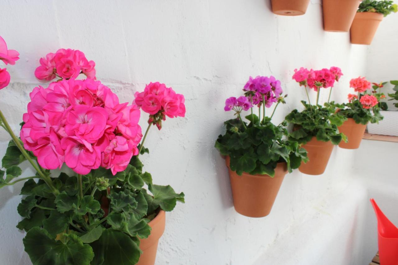 Fan Flat San Juan Apartment Malaga