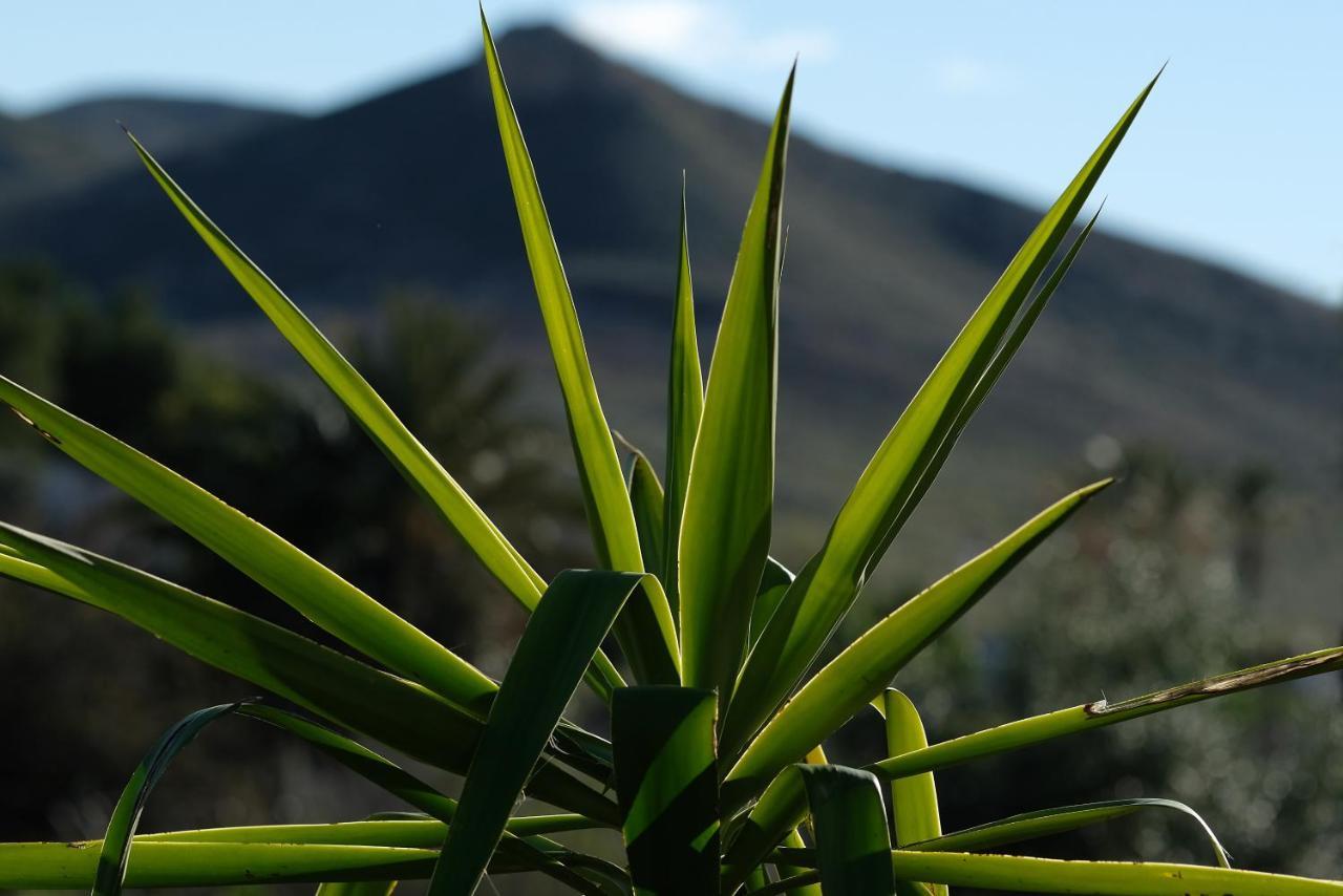 La Posidonia
