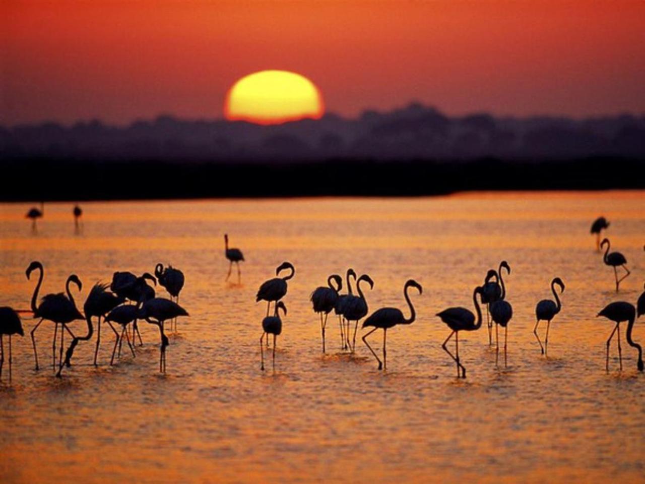 Country house Rural Flamingo *