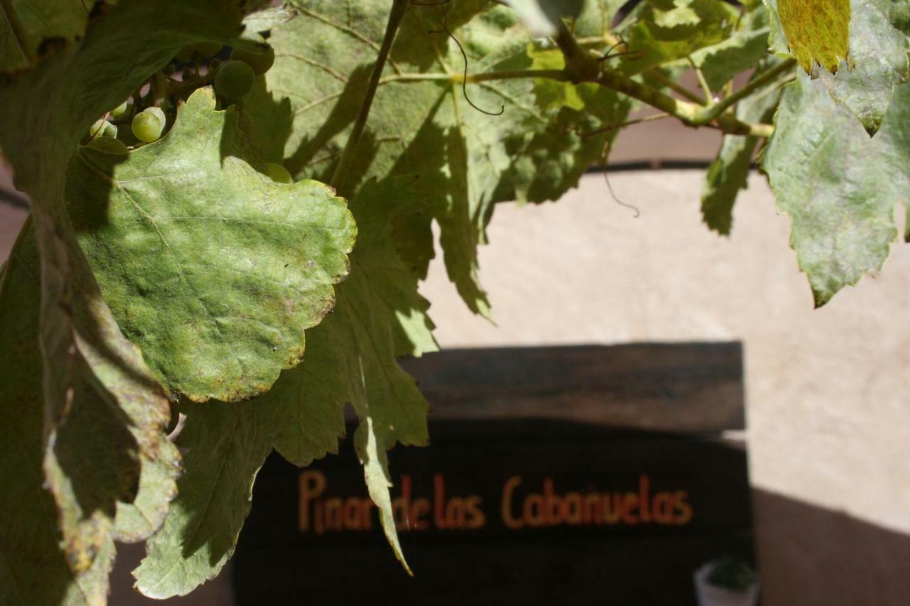 Pinar De Cabañuelas Villanueva de Duero