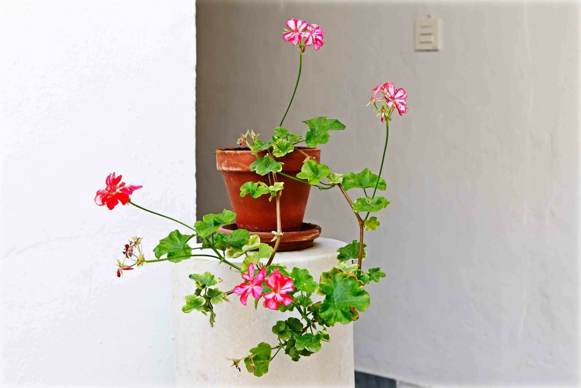 Venerables Sevilla