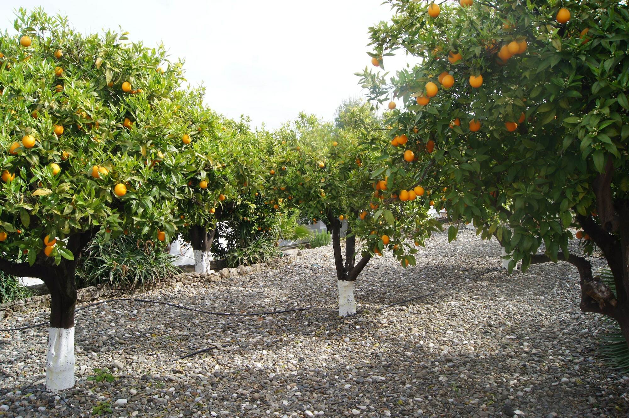 Bed & Breakfast Casa De Orange Alhaurin el Grande