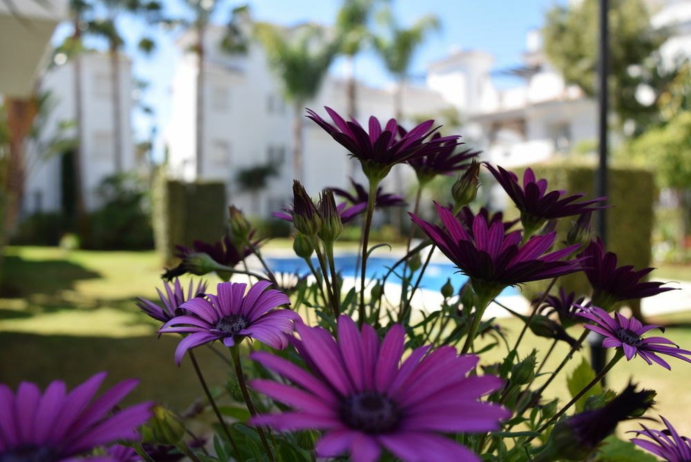 Y Casas Serinamar Marbella Hotel El Angel