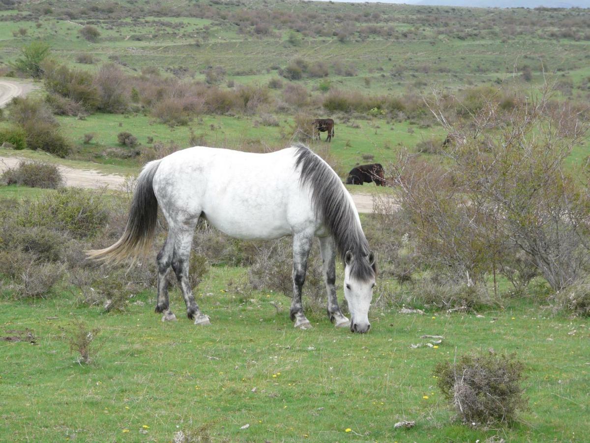 La Colmenita Navalsaz