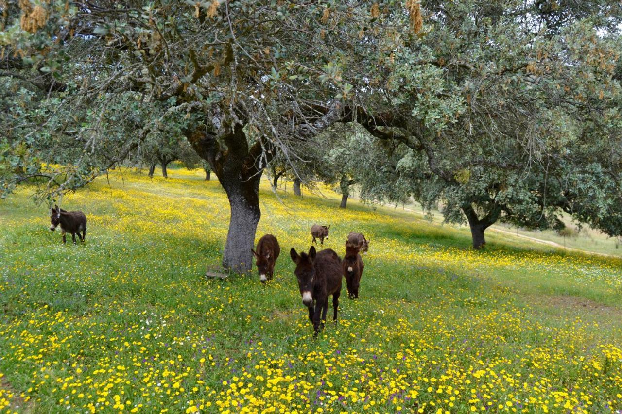 Alcornocalejo Casa rural