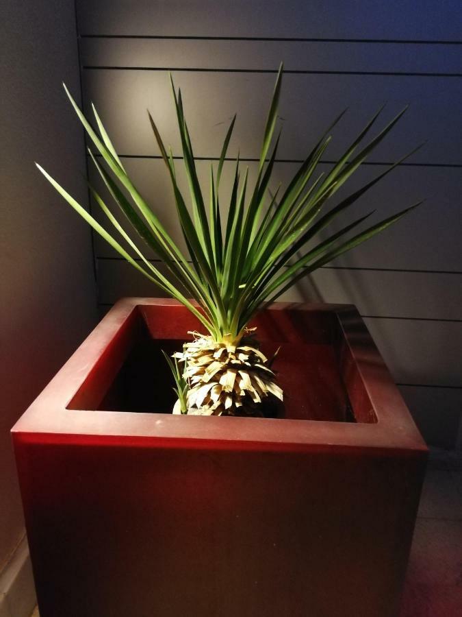 Casa Euphorbia