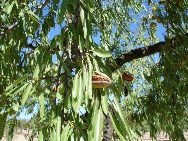 Los Trulls D´auligué Casa rural La Pobla de Massaluca