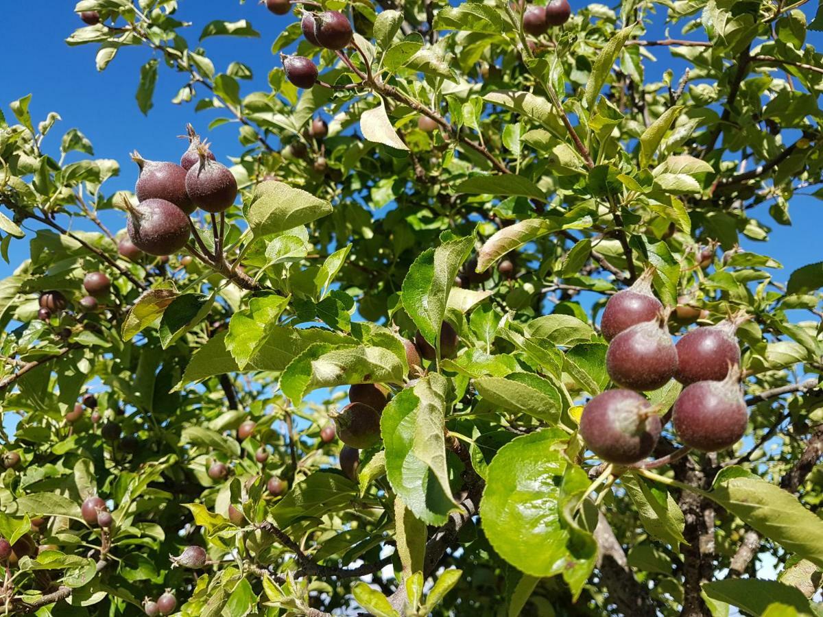 Nido De Aguilas * Vega de San Mateo