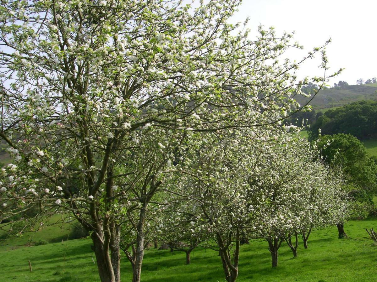 Turismo Rural El Sidron Country house Pilona