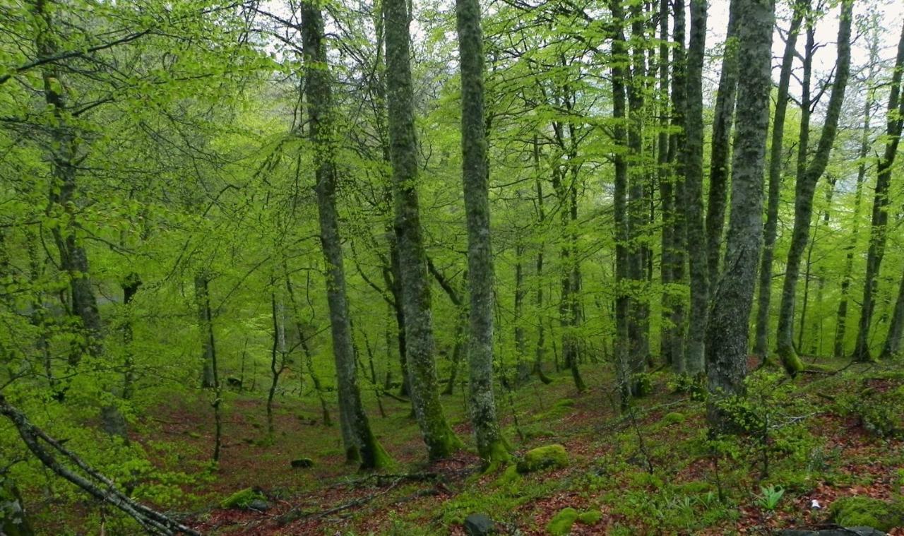 Turismo Rural El Sidron * Pilona