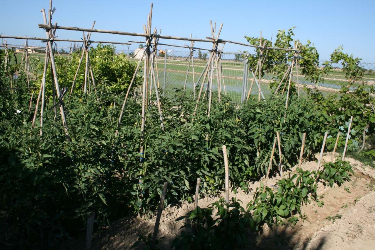 Caseta Del Chato Deltebre