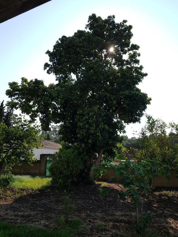 Fructus