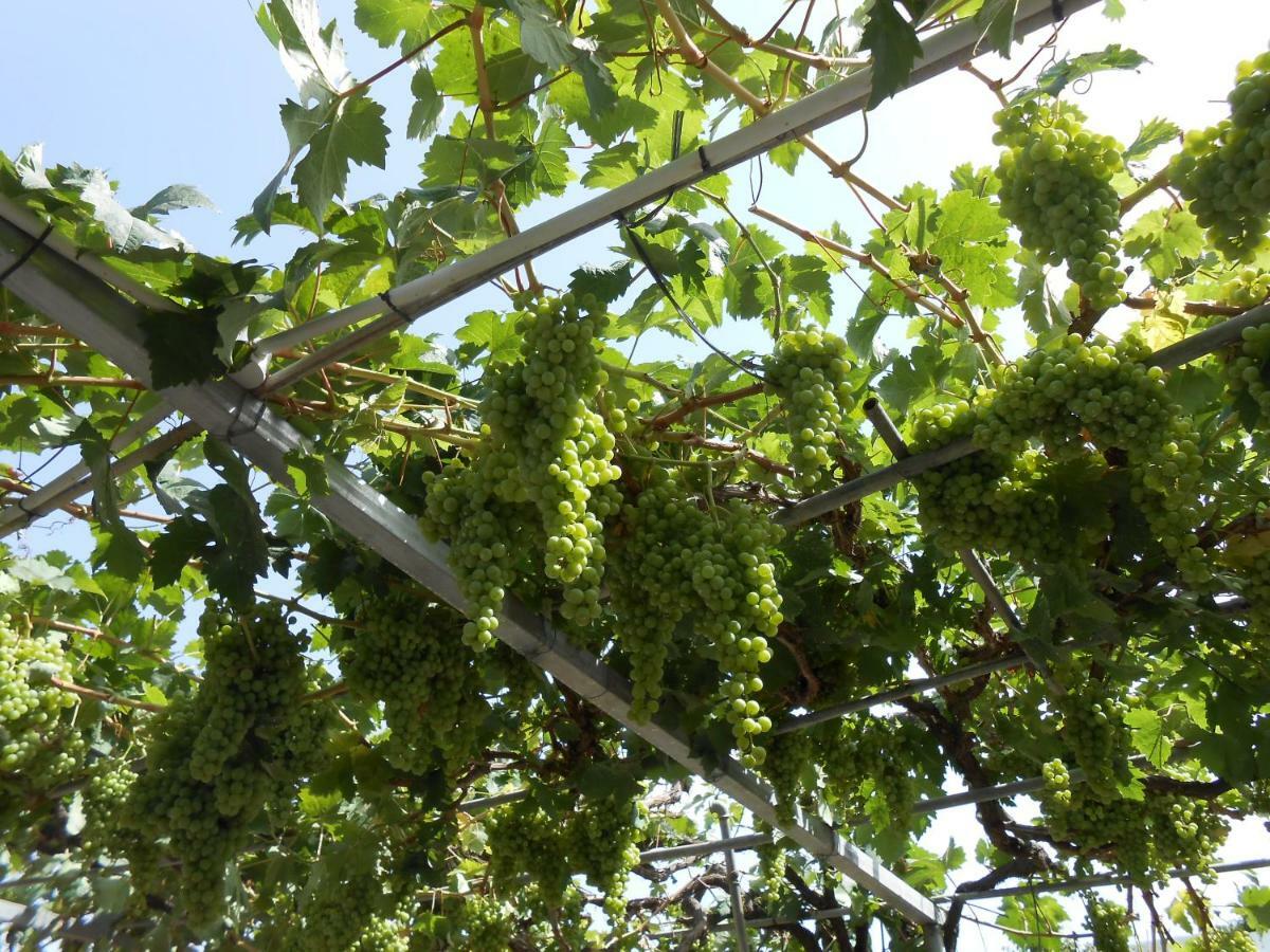 Casitas Uvas Y Viñas Сasa de vacaciones Los Realejos