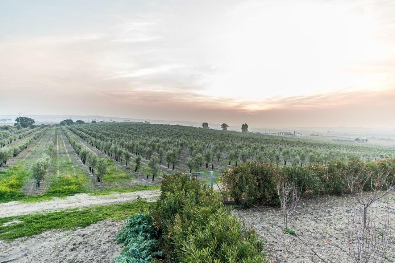 Vivienda Rural Olivar De San Telmo Arcos de la Frontera