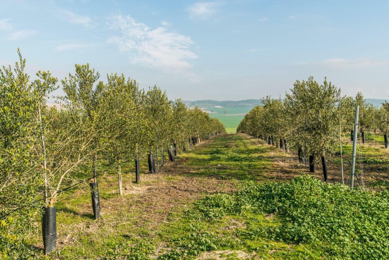 Сasa de vacaciones Vivienda Rural Olivar De San Telmo *
