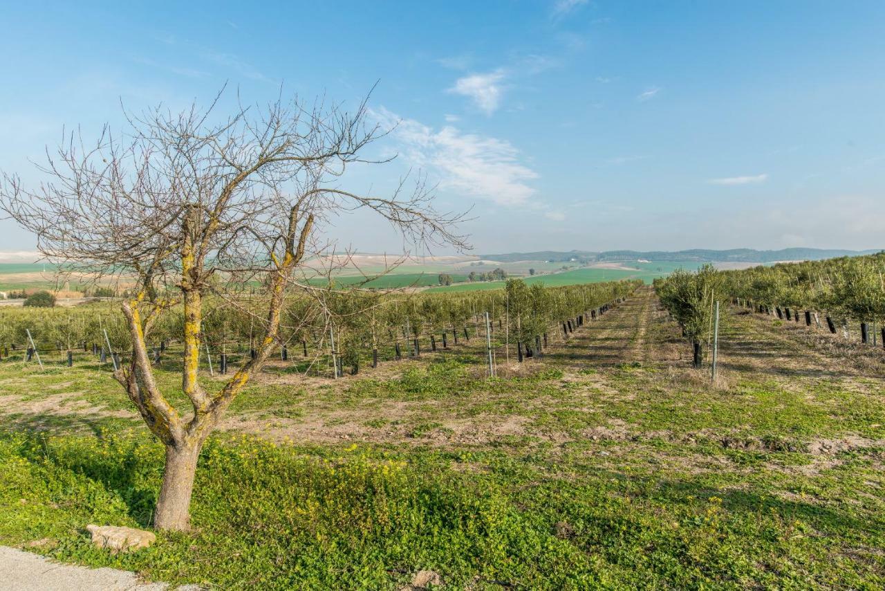 Vivienda Rural Olivar De San Telmo Сasa de vacaciones Arcos de la Frontera