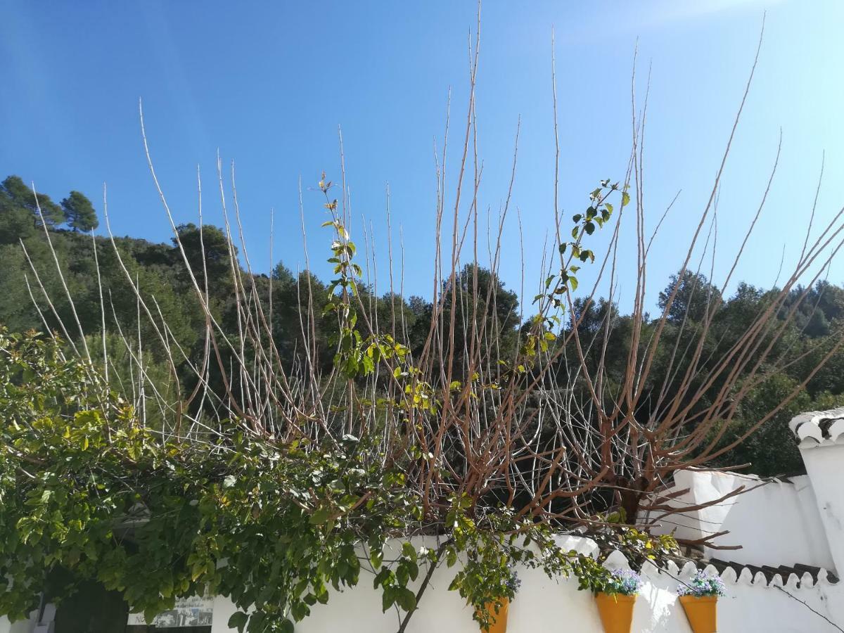 Country house Casa Ayo Frigiliana