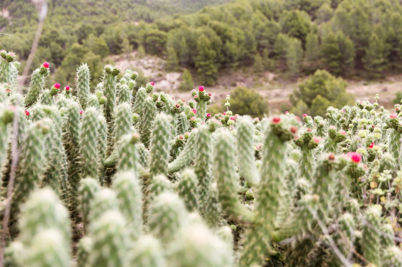Finca Les Coves * Jijona